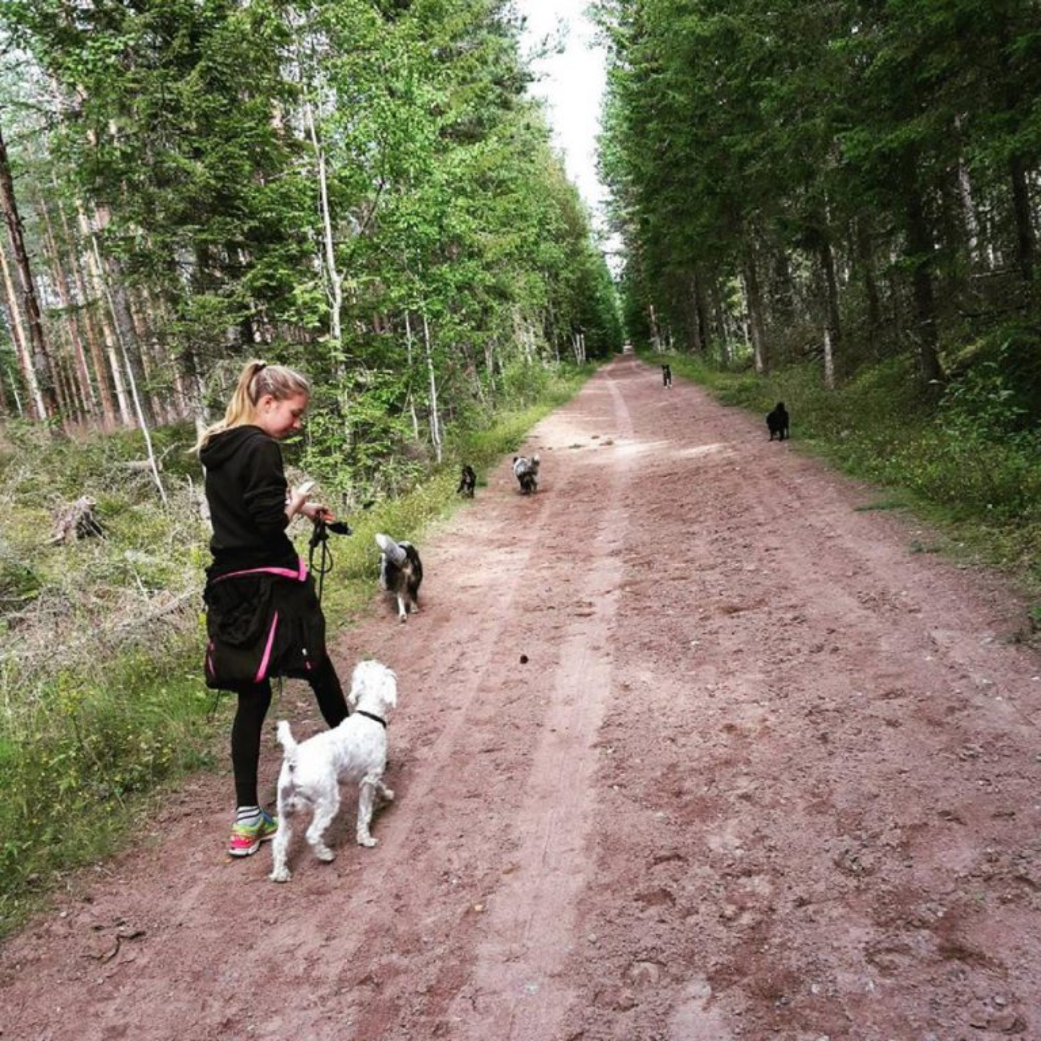 Elin och flera hundar på skogspromenad