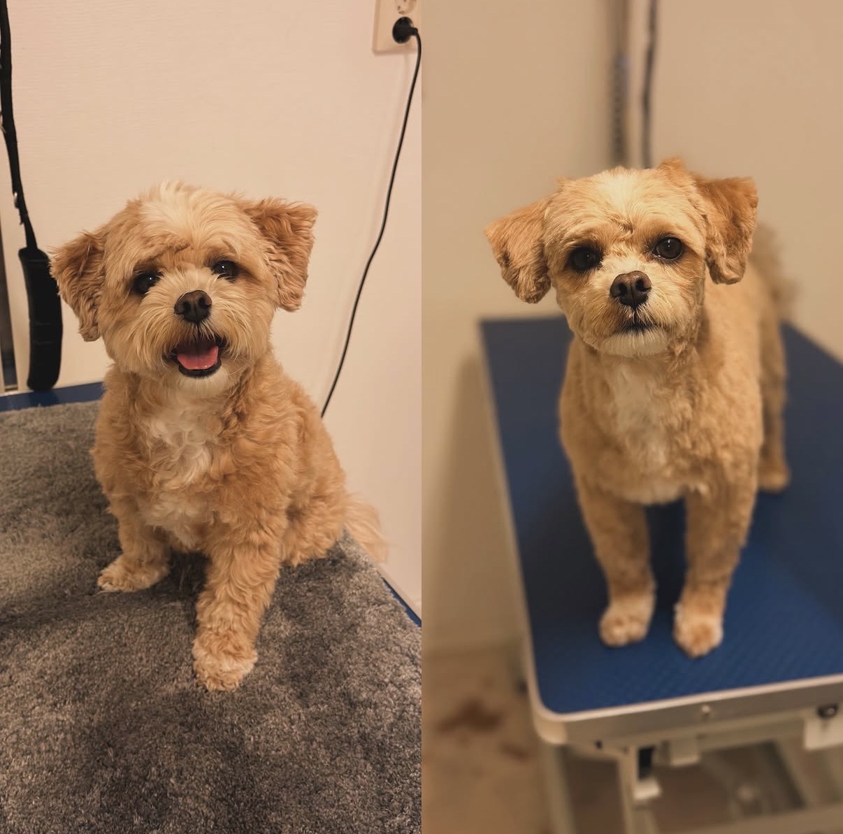Före och efter: ljusbrun liten hund efter klippning