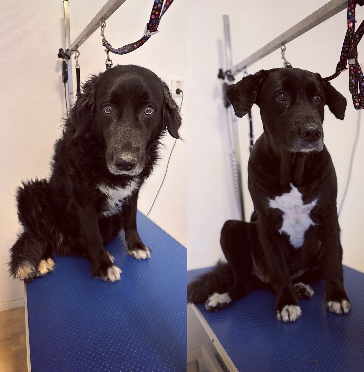 Före och efter: svart långhårig hund efter klippning