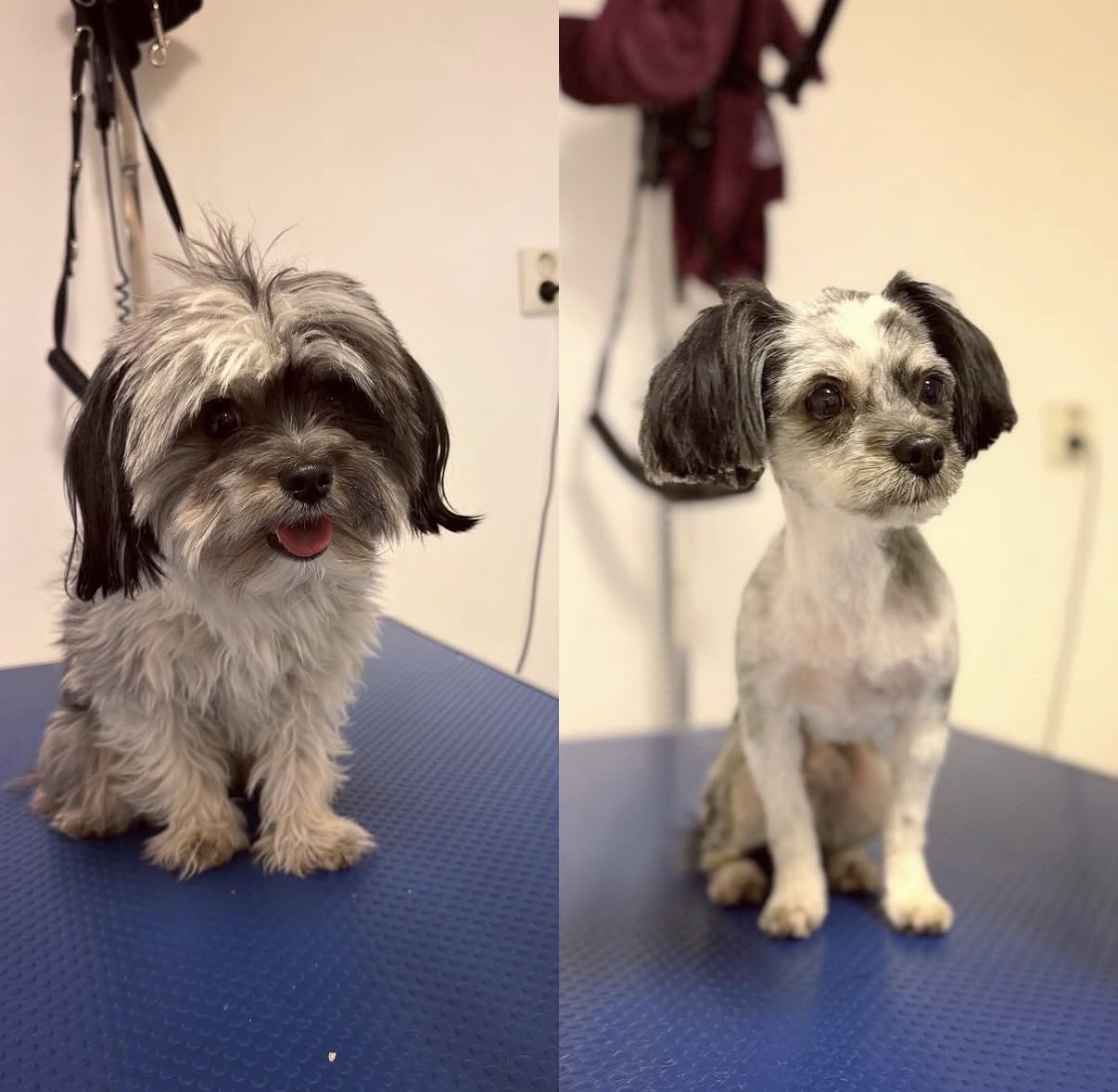 Före och efter: grå och vit liten hund efter klippning