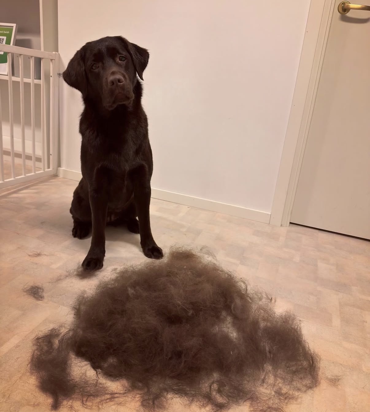 Brun labrador bredvid en stor hög päls efter urfällning
