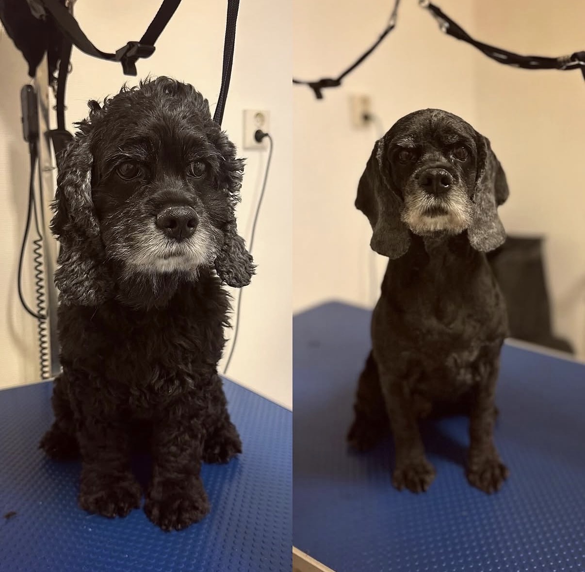 Före och efter: svart cocker spaniel efter klippning