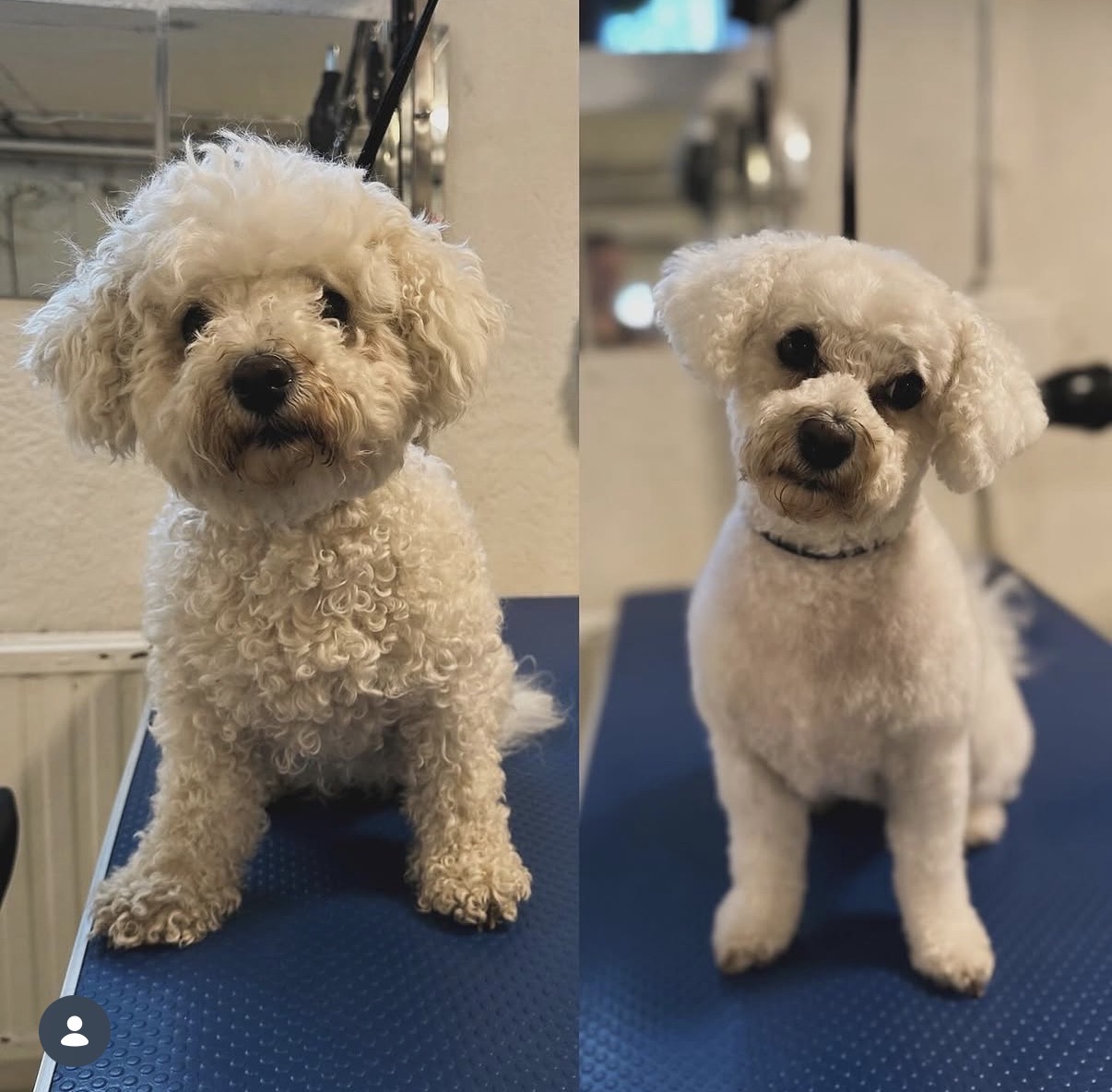 Före och efter: vit lockig hund efter klippning