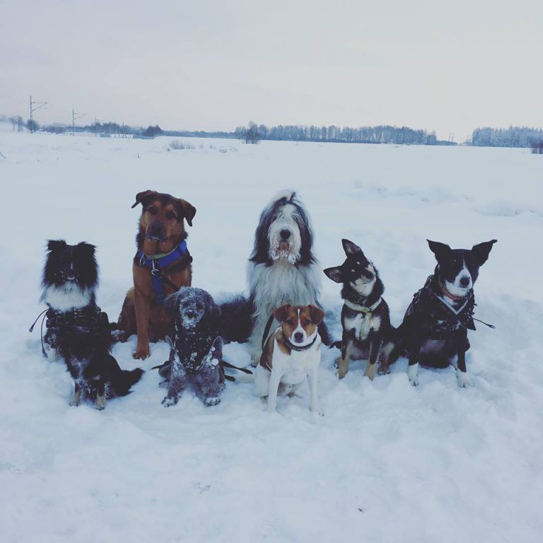 Elin med hundar i snön