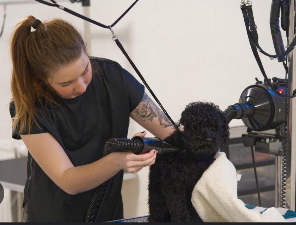 Elin fönar en svart lockig hund på trimbordet