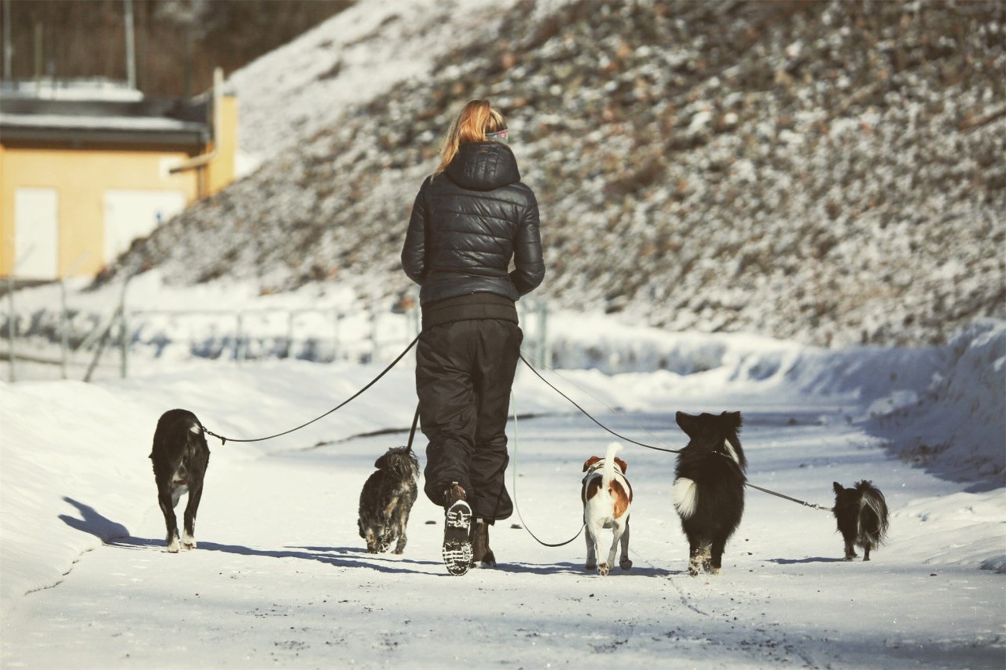 Elin med flera hundar på vinterpromenad