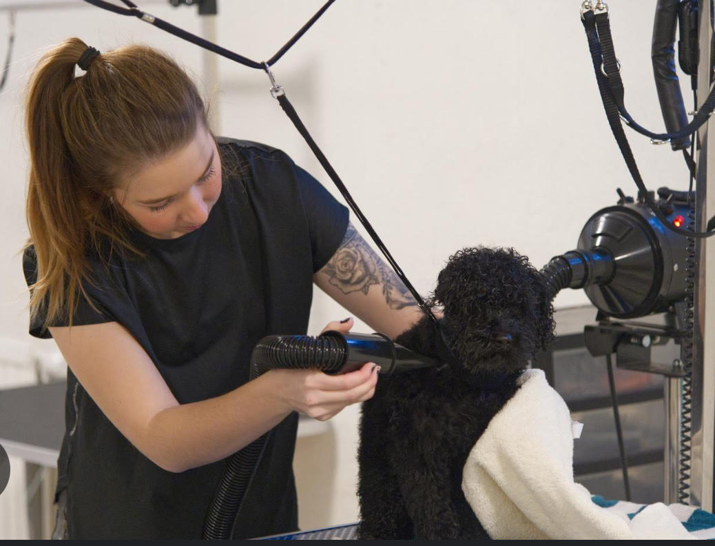 Elin fönar en svart lockig hund på trimbordet